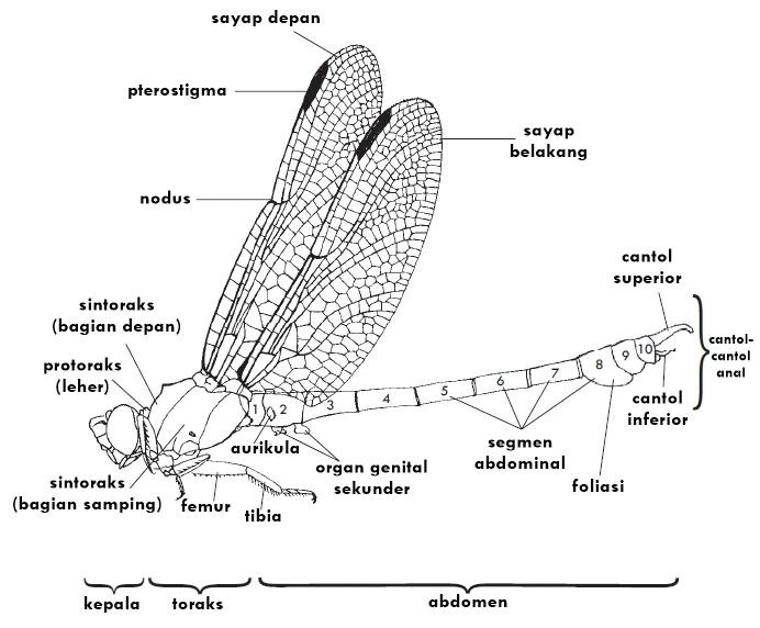 Morfologi capung